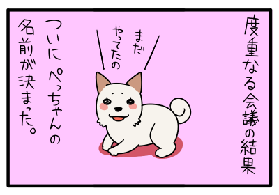 ついに命名 先代柴犬ぺっちゃんの本名は 子犬編 柴犬の子犬どんぐりと絵描き