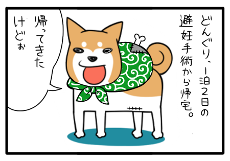 柴犬とマンガ イラスト 14 柴犬の子犬どんぐりと絵描き