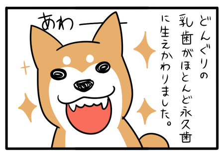 柴犬とマンガ イラスト 柴犬の子犬どんぐりと絵描き