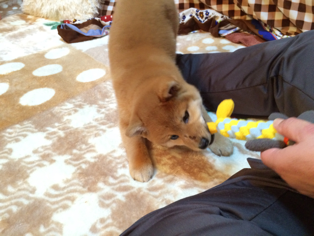 柴子犬のはじめてのおもちゃ選びとバナナさん襲来 柴犬の子犬どんぐりと絵描き